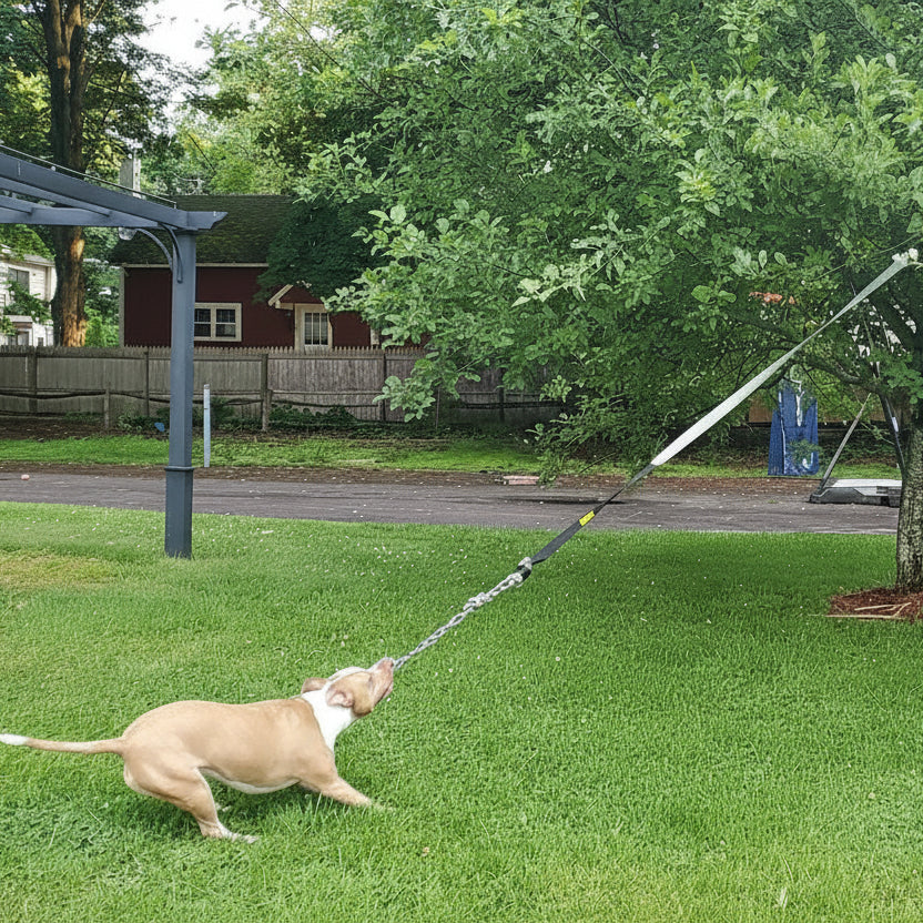 Interactive outdoor bungee dog toy, solo entertainment